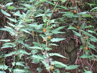 ナガバモミジイチゴ